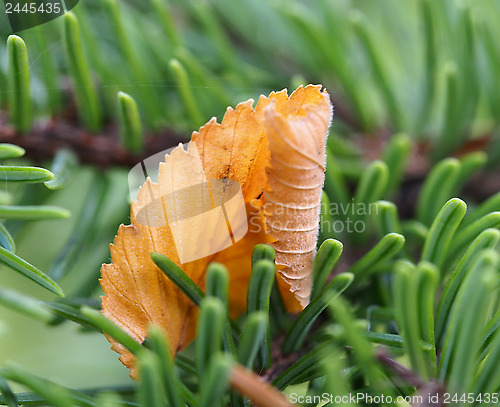 Image of Autumn Leaf