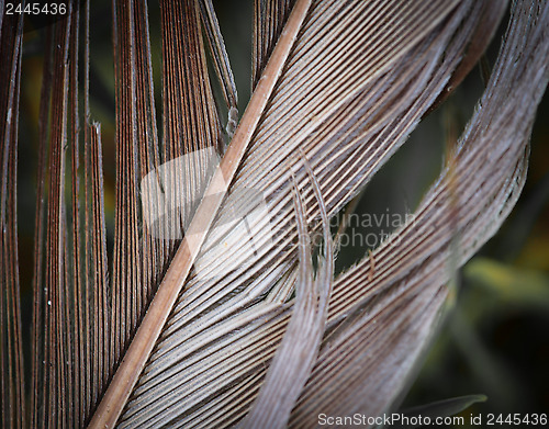 Image of Feather