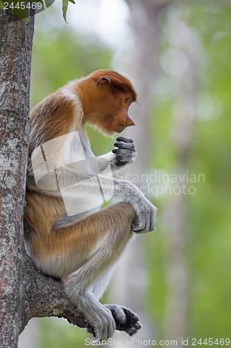 Image of Proboscis monkey