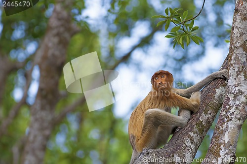 Image of Proboscis monkey