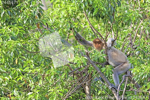 Image of Proboscis monkey