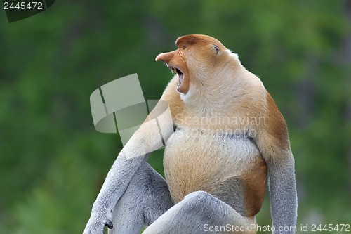 Image of Proboscis monkey