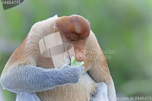 Image of Proboscis monkey