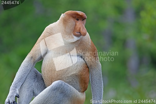 Image of Proboscis monkey