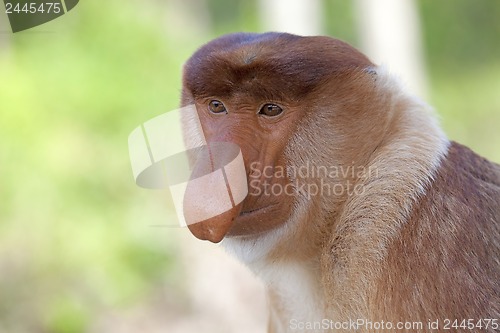 Image of Proboscis monkey