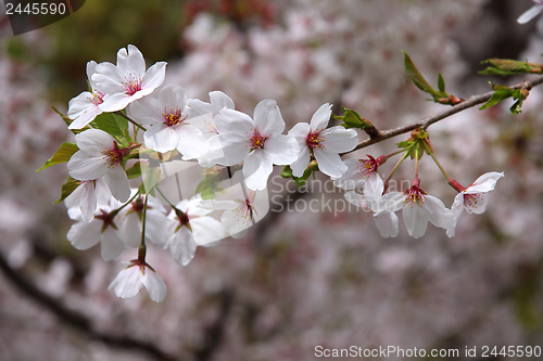 Image of Sakura in Tokyo