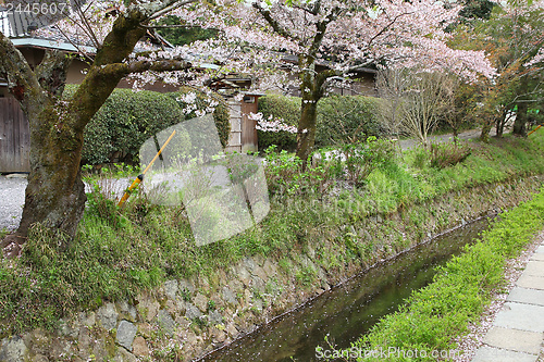 Image of Kyoto sakura