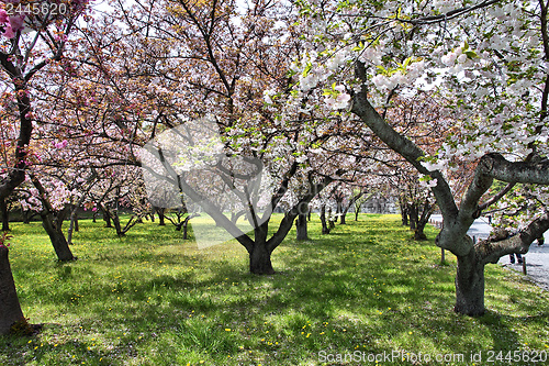 Image of Kyoto cherry blossom