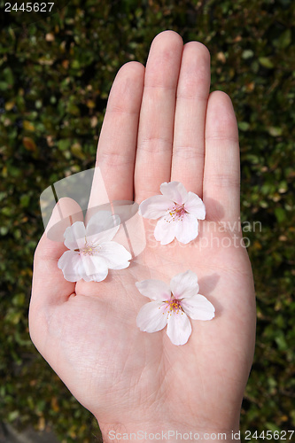 Image of Hand with cherry flowers