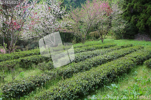 Image of Tea field in Japan