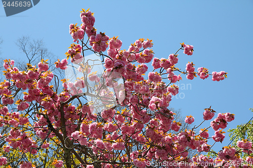 Image of Japanese cherry