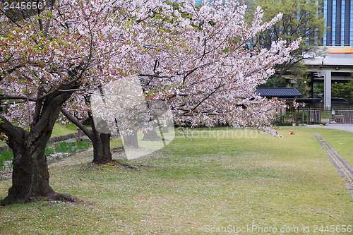 Image of Hamarikyu Gardens