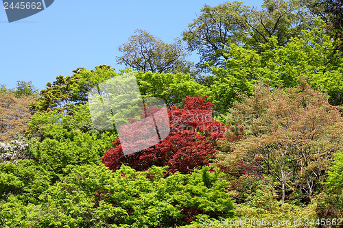 Image of Japan nature