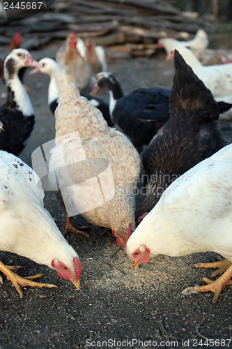 Image of Group of domestic hen 