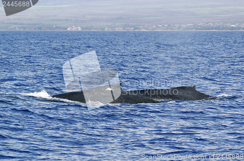 Image of Back of two Humpback whale 