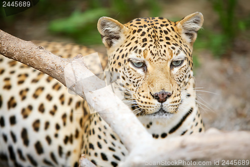 Image of 	Leopard