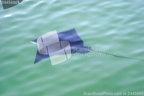 Image of 	Eagle ray