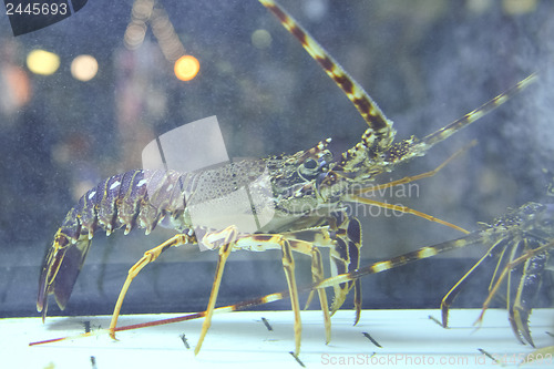 Image of 	Lobster in aquarium