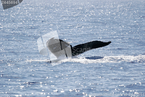 Image of 	Tail of Humpback Whale