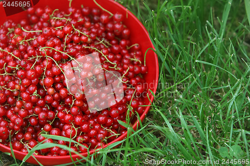 Image of 	Red currants