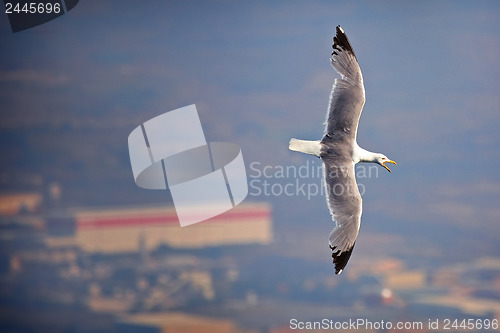 Image of Lateral flight seagull 