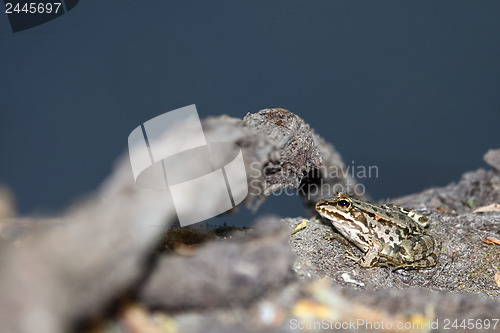 Image of Young green frog