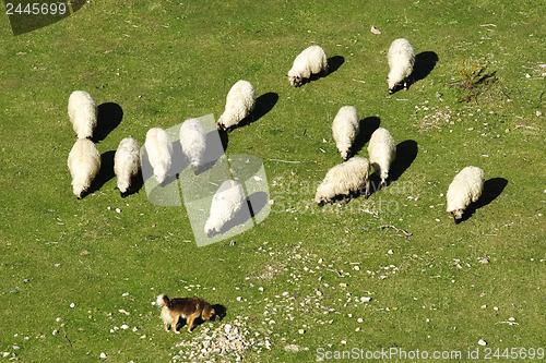 Image of 	Dog keeps a flock of sheep