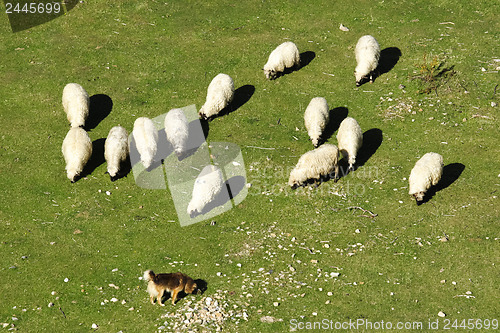 Image of 	Dog keeps a flock of sheep