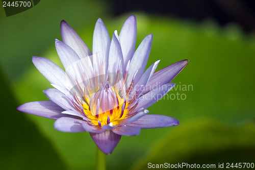 Image of Lotus blossom 