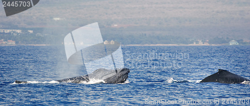 Image of Two Humpback whale 