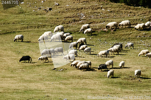 Image of Herd of sheep on mountain pastures