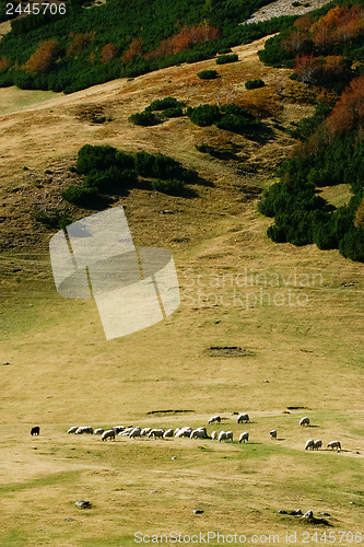 Image of 	Mountain pasture with sheep