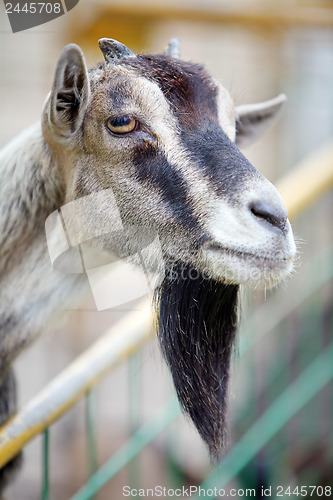 Image of Goat 