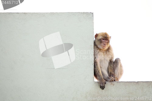 Image of 	Monkey on the wall