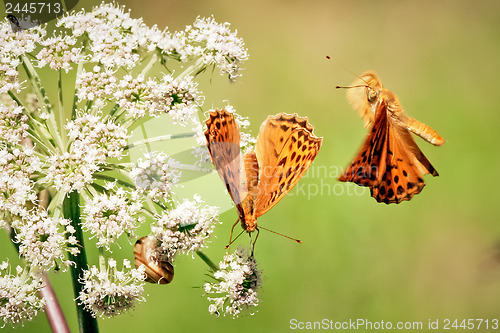 Image of Flying butterflie