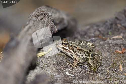 Image of Young green frog