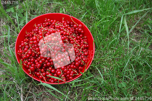 Image of 	Currants in a bowl