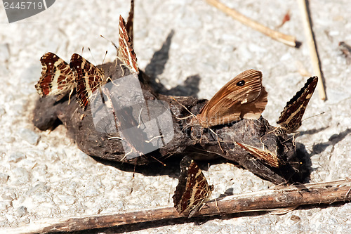 Image of 	Butterflies in the feces