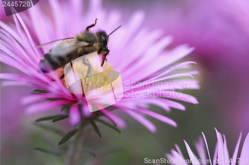 Image of Bee on a flower - close up 