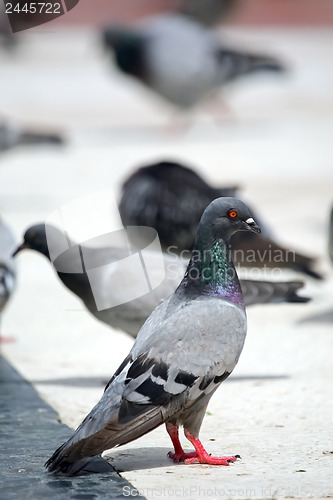 Image of One pigeon in a group 