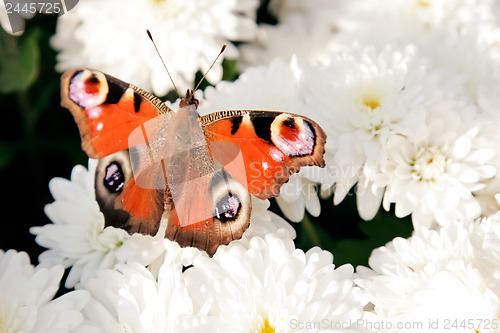 Image of 	Colorful reddish butterfly