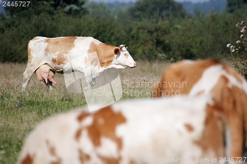 Image of White and brown Cow on the meadow