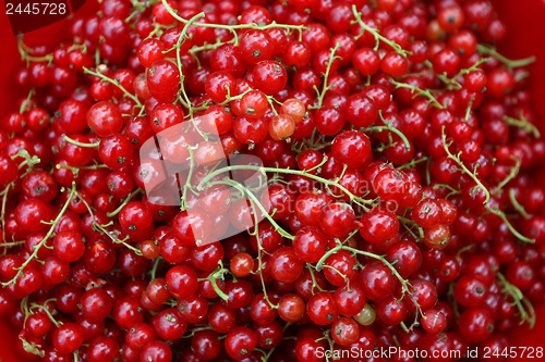 Image of 	Close up of currants