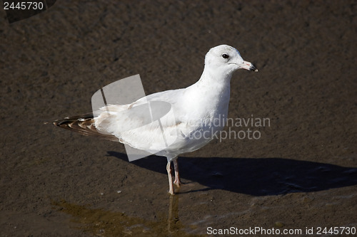 Image of Gull in the water 