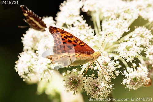 Image of 	Butterfly