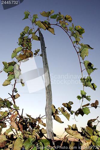 Image of Grape stalks on a wooden stick