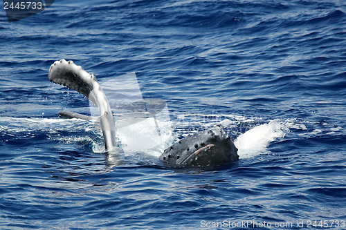 Image of The young humpback whale 