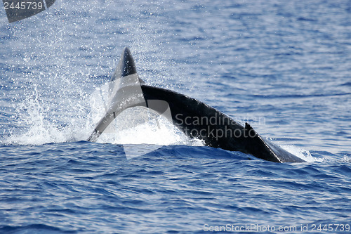 Image of 	Splash of Humpback whale