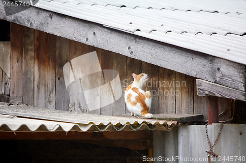 Image of 	Orange , white cat on the roof