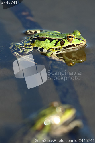 Image of Green frog in the water